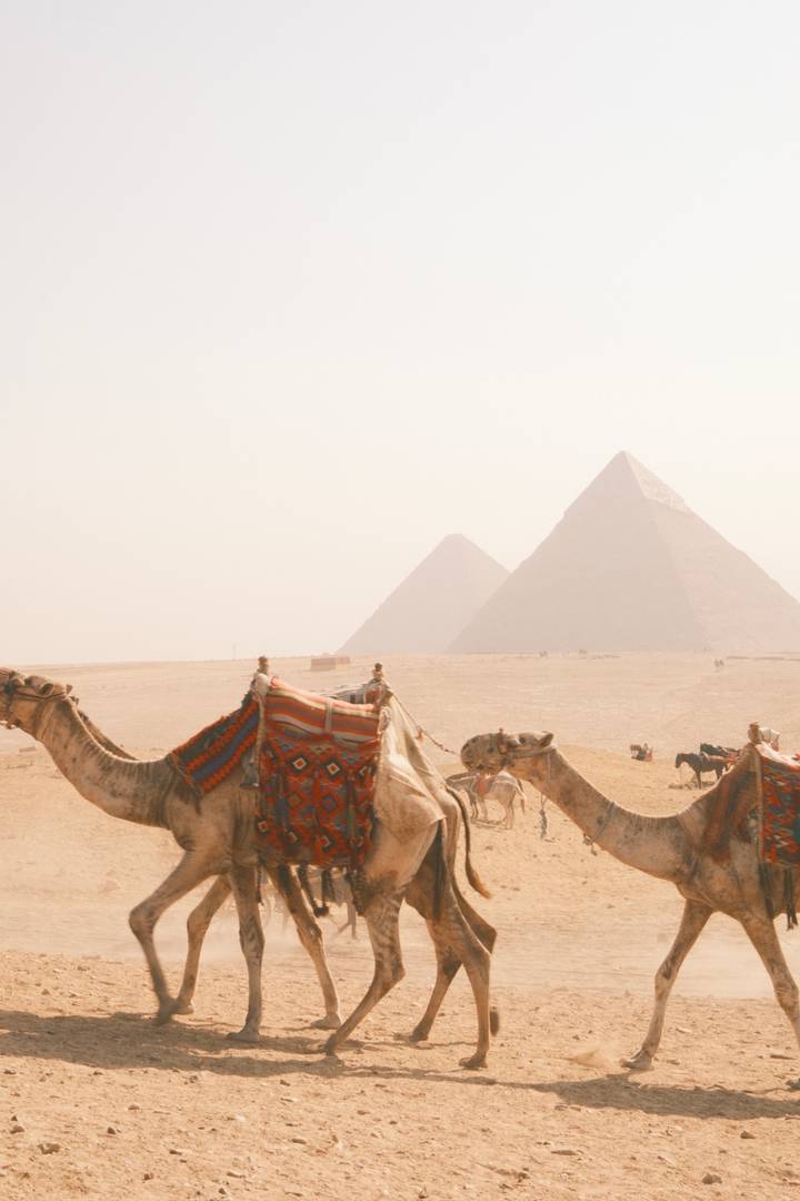 Camels in colourful saddles rest before the hazy pyramids of Giza under a desert sky.