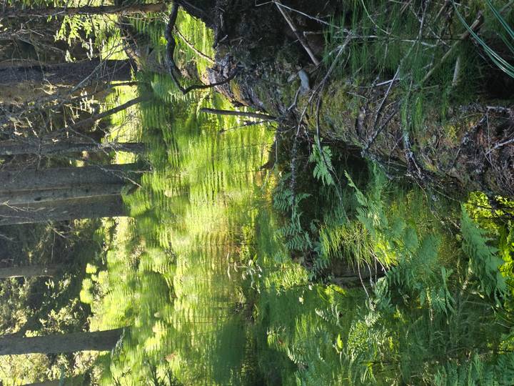 Sun-dappled forest floor with tall ferns and fallen mossy log.