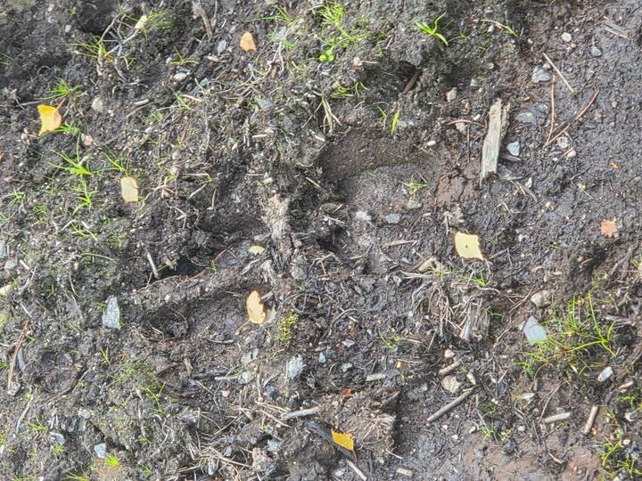 Close-up of muddy forest floor with faint animal track impressions.