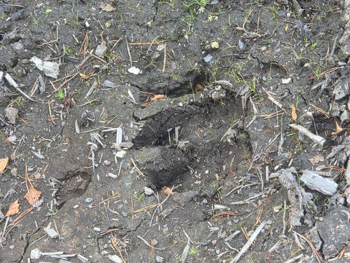 Detailed view of single hoof print in damp earth surrounded by twigs.