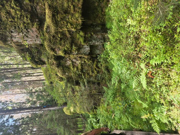 Verdant forest scene with moss-covered rock cliff and dense undergrowth.