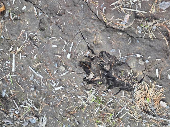 Broken dried earth showing distinct animal hoof impression.
