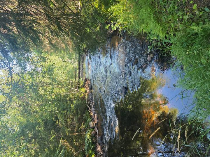Clear forest stream reflecting leafy trees with small wooden bridge in background.