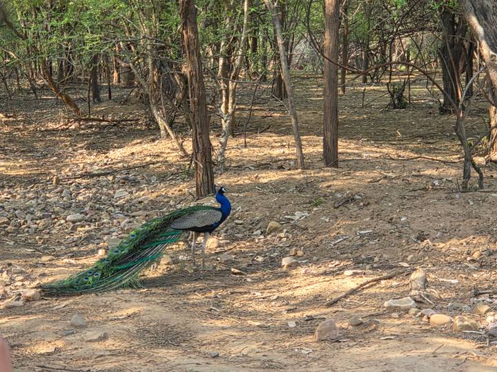 A vibrant peacock standing on dry forest ground with sparse trees and scattered rocks.