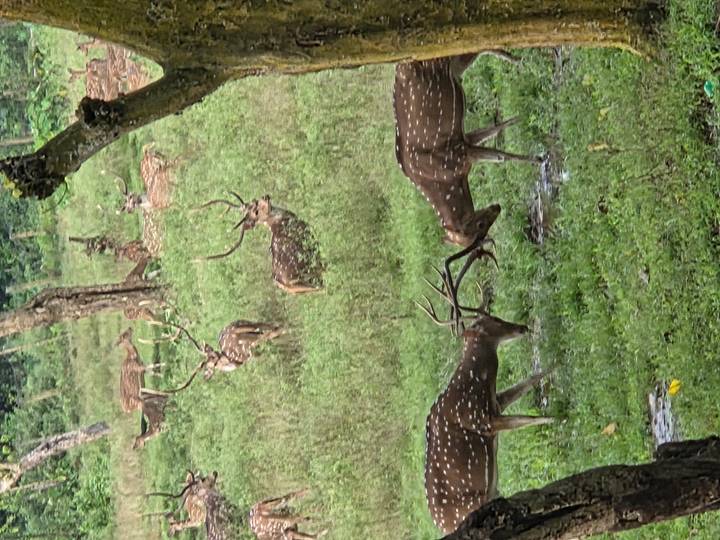 Group of spotted deer grazing and sparring in a grassy forest clearing.