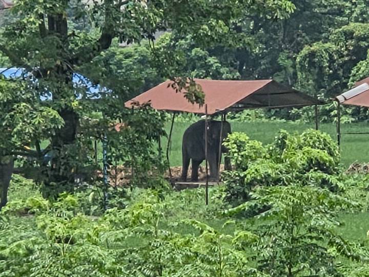 Elephant standing beneath a simple canopy in a lush green field surrounded by trees.