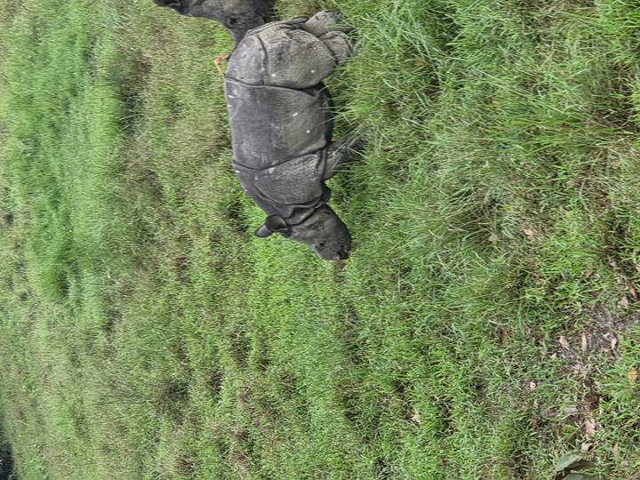 Young one-horned rhino walking through dewy grassland in the early morning.