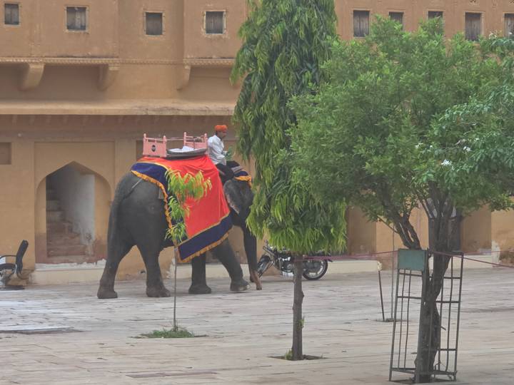 Decorated elephant with colorful saddle cloth and mahout rides through a palace courtyard.