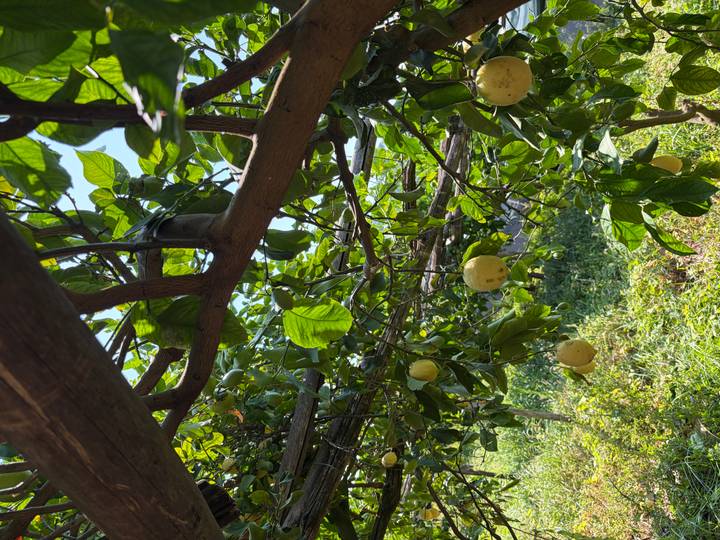 Sun-dappled lemon grove with ripe yellow fruit hanging from wooden trellises