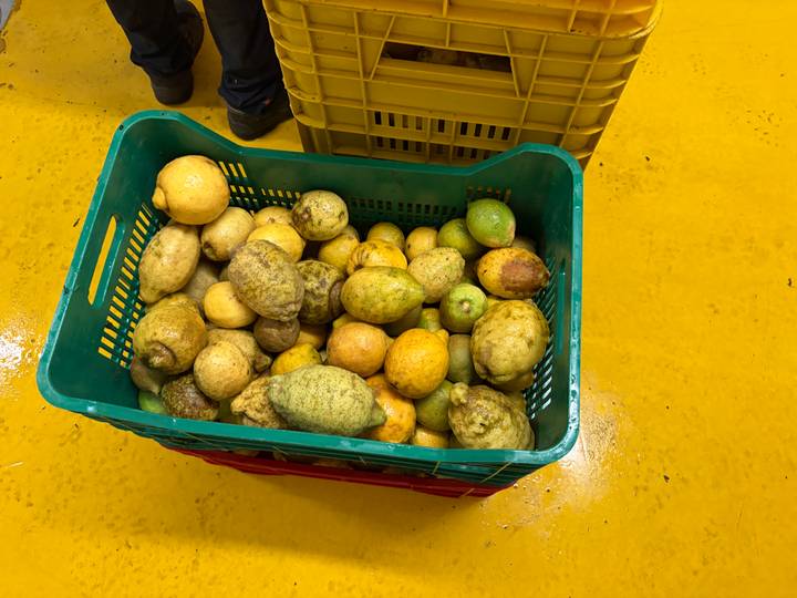 Plastic crate filled with oversized lemons and citrus fruit on a bright yellow factory floor