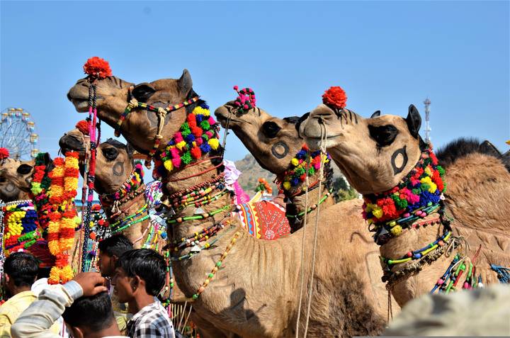 Line of colourfully decorated camels and riders at the festive Pushkar Camel Fair against a clear blue sky.
