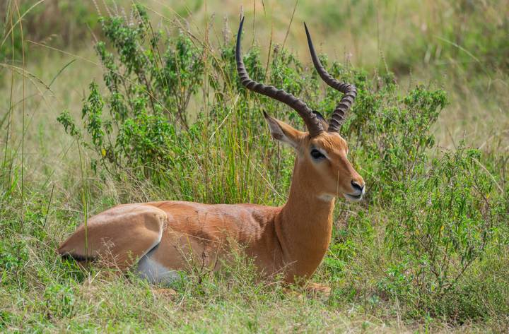Resting antelope with spiralled horns lies in tall grass in Ranthambore reserve.