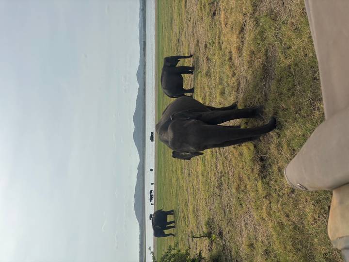 Wild herd of Asian elephants grazes near a lake with hazy mountains beyond.