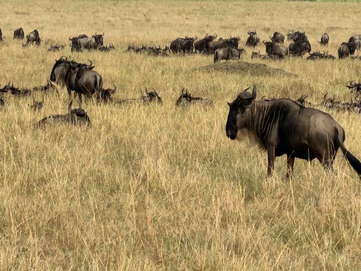 Herd of wildebeest grazing in tall golden grass on the African savannah