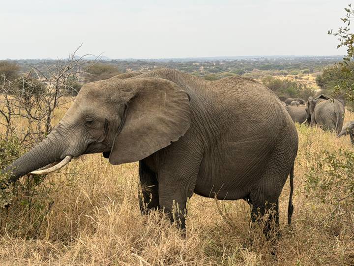 Close-up of African elephant feeding among dry grasses with herd in background