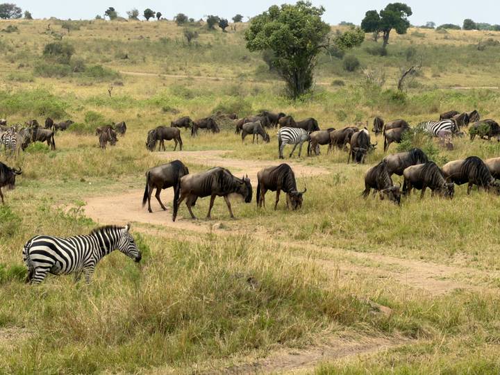 Mixed herd of zebras and wildebeest crossing a dirt track on open savannah