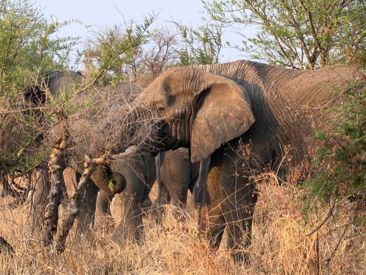 Elephants partially hidden among bushes feeding in warm evening light