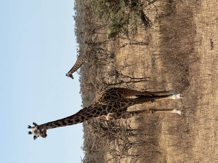 Two giraffes standing tall on dry savannah dotted with small bushes under clear sky