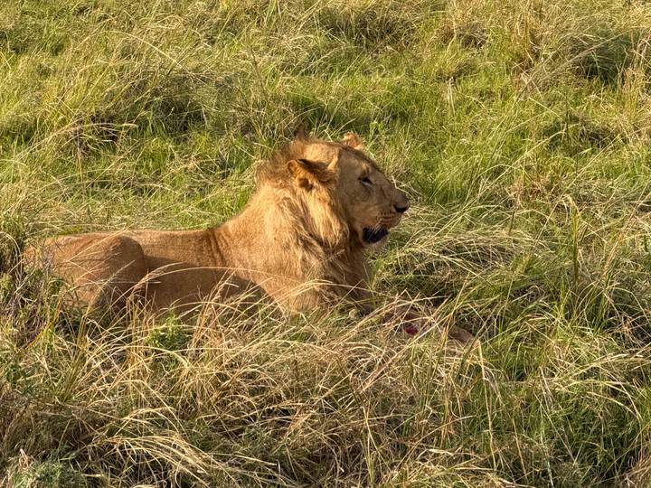 A male lion resting in tall green–yellow savannah grass under bright daylight.