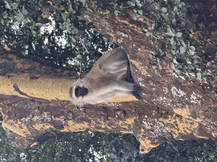A vervet monkey perched on a mossy tree trunk surrounded by foliage.
