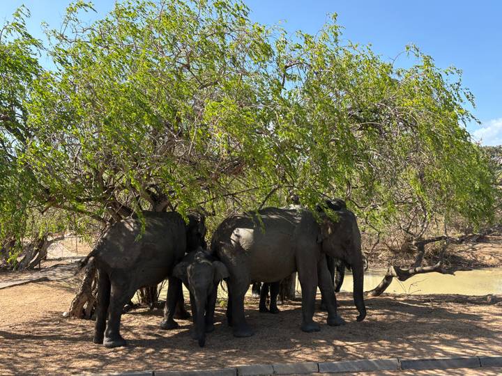 Herd of elephants, including a calf, shelter under a leafy tree near a watering hole in Sri Lanka.