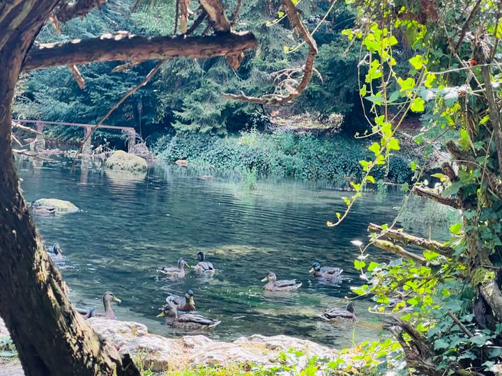 Small pond beneath leafy branches with a group of ducks swimming in clear water