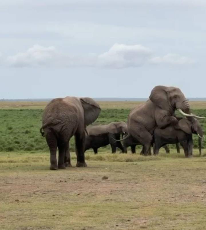 Distant herd of elephants on grassy plains, two bulls sparring, captured in low resolution.