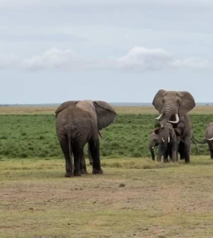 Blurry image of elephants on open savanna with hazy horizon under grey skies.