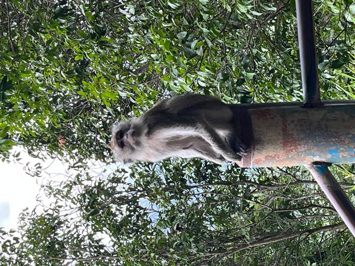 Macaque monkey perched on a rusted post amid dense green foliage