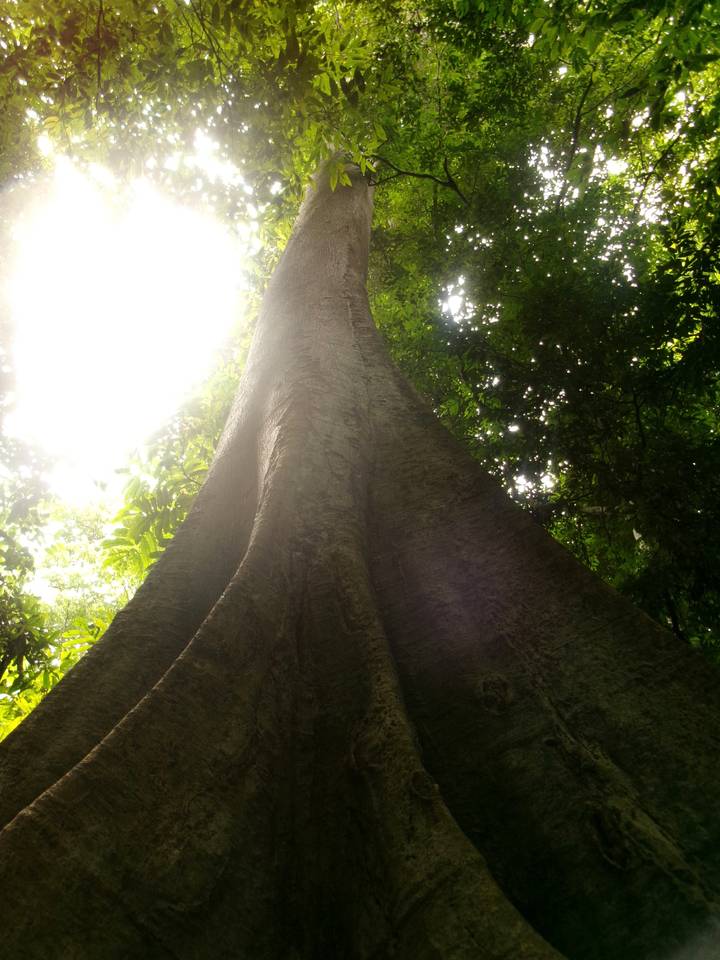 Dramatic upward view of a massive rainforest tree trunk with bright sunlight filtering through leaves