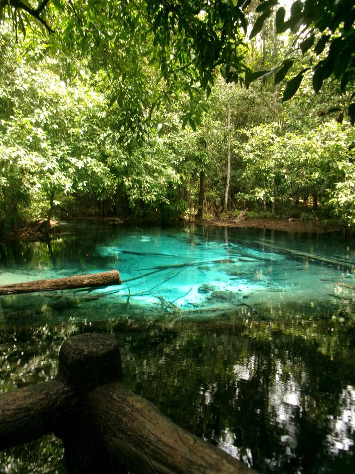 Crystal clear turquoise pool surrounded by dense green forest with submerged logs visible