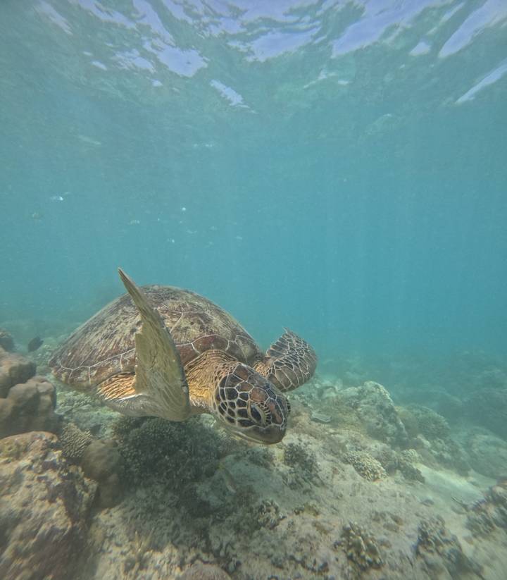 Underwater close-up of a green sea turtle gliding above a coral reef in clear blue water.