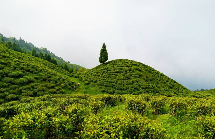 tiny hikers walk along a path on a vivid green tea-covered hill topped by a single tall tree