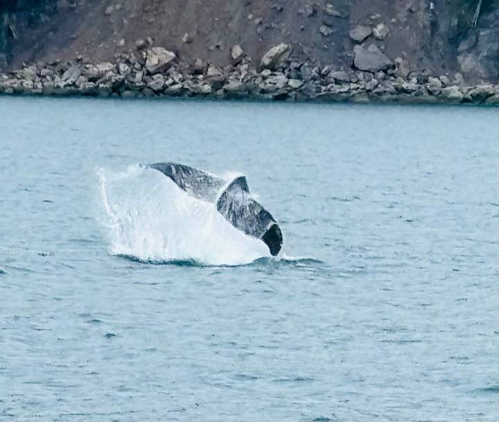 blurry image of a whale tail slapping the water during a breach