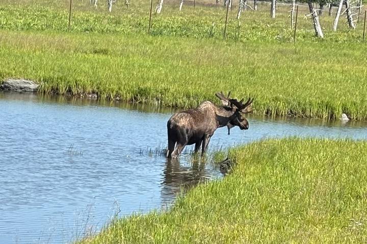 moose standing in a shallow pond surrounded by green summer marsh