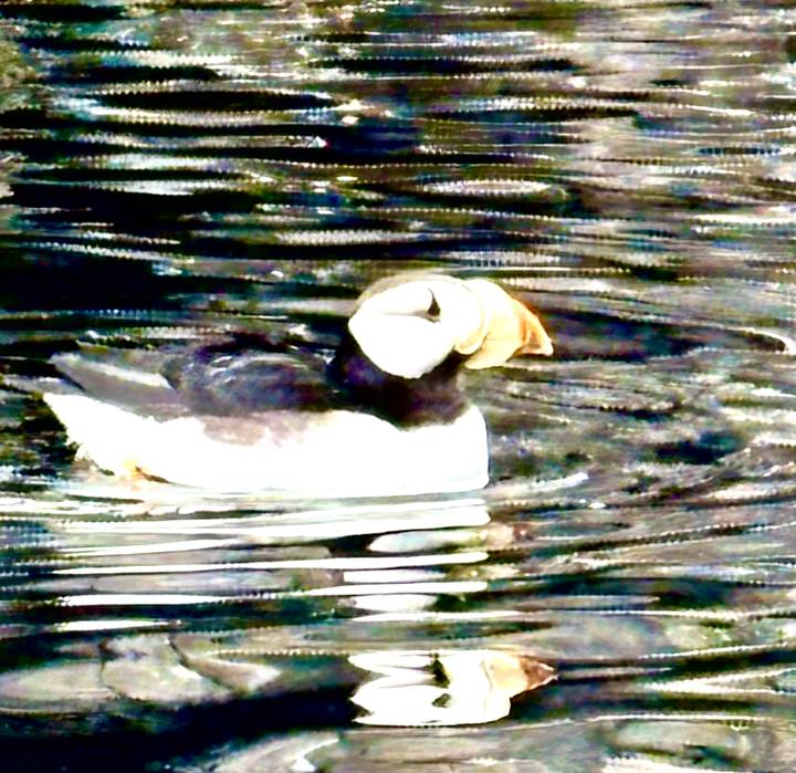overexposed close-up of a puffin floating on patterned water