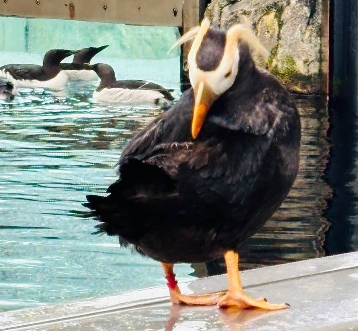 puffin standing on a rock edge beside a pool with other birds swimming behind