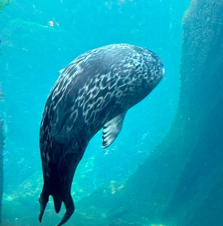 underwater view of a patterned seal or small whale swimming in turquoise water