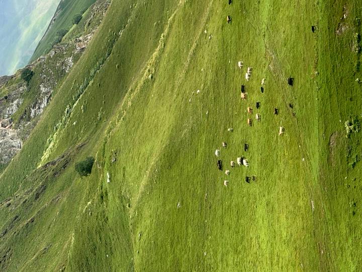 Dozens of cattle graze on a sweeping green alpine slope beneath rocky cliffs.