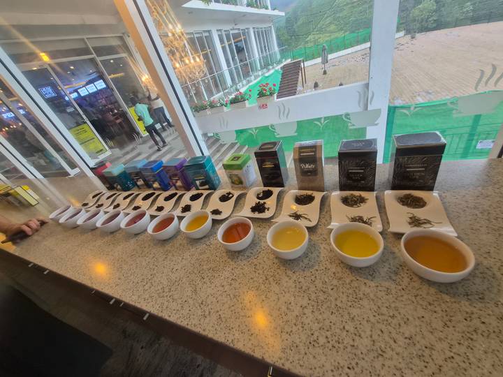 Neatly arranged tea samples in cups and bowls lined up for tasting on a countertop at a tea factory.