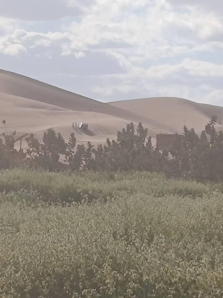 Hazy view of desert dunes behind a band of green shrubs with a small truck atop a ridge.