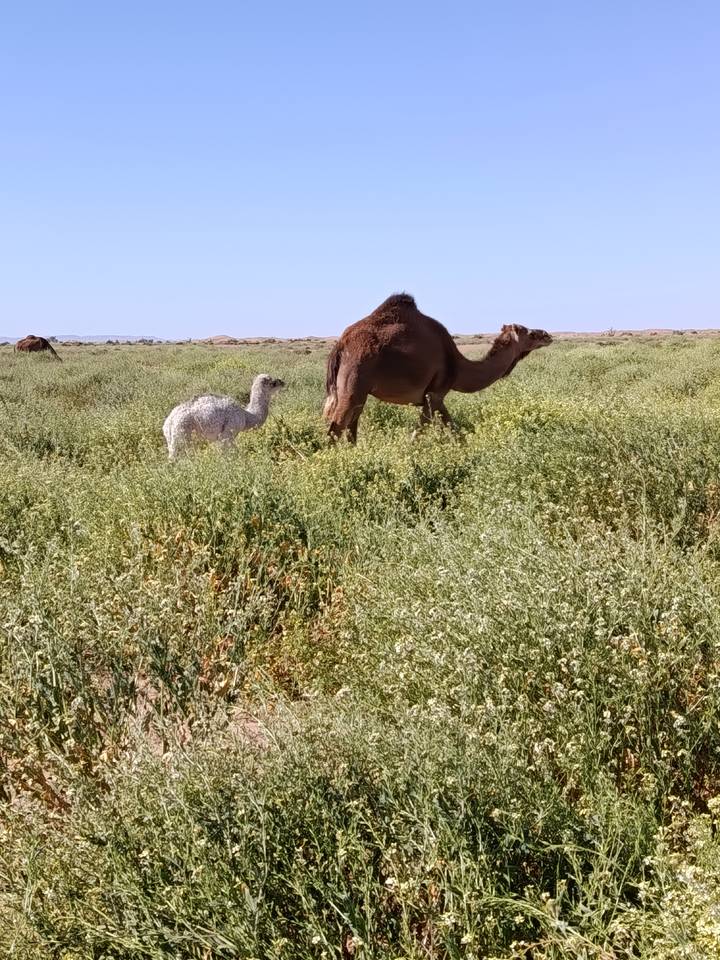 Brown camel and its white calf grazing in a lush green field near arid desert hills.