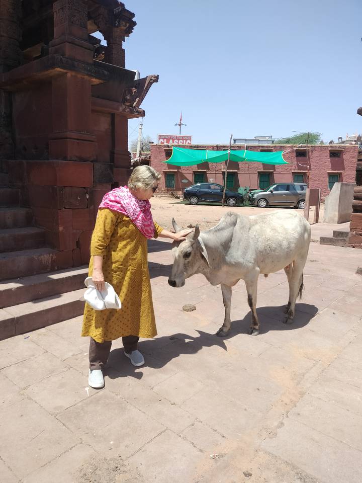 Female traveler petting a sacred cow in a dusty courtyard beside red sandstone buildings and parked cars.