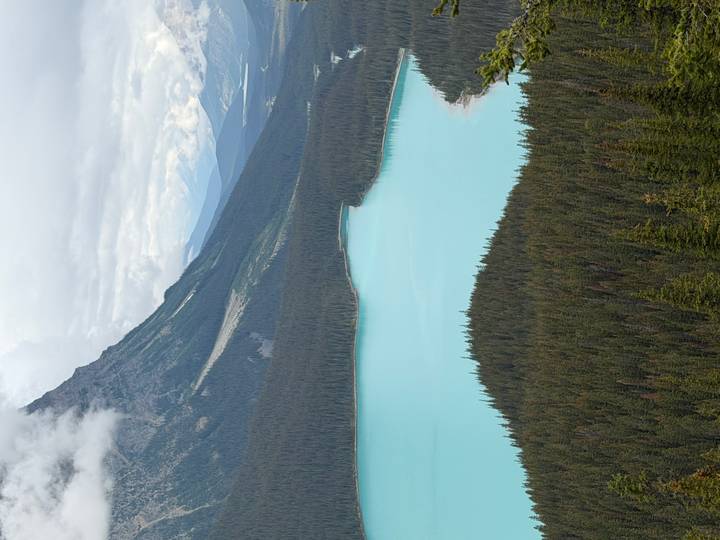 Turquoise Peyto Lake curves through dense evergreen forest beneath rugged Canadian peaks