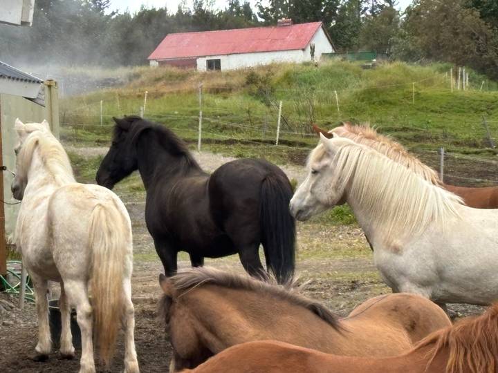 Group of Icelandic horses of various colors standing in a farm paddock.