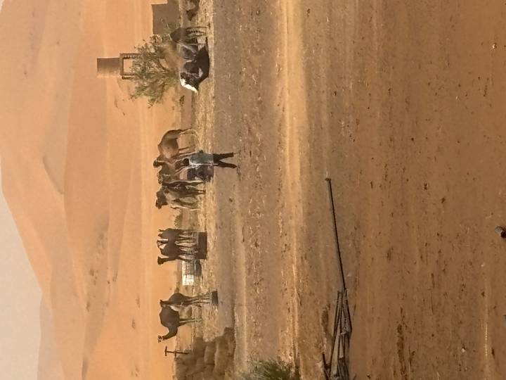Distant camels gathered in a dusty desert camp under hazy light.