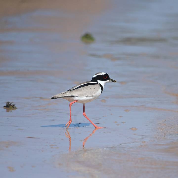 A small wading bird with black-and-white plumage and bright red legs walks along the wet sand at a water’s edge.