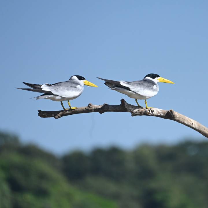 Two sleek grey and white birds with yellow beaks stand side-by-side on a bare curved branch against a clear blue sky.