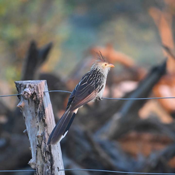 A long-tailed bird with a spiky crest balances on a wire in a rustic, wooded setting.
