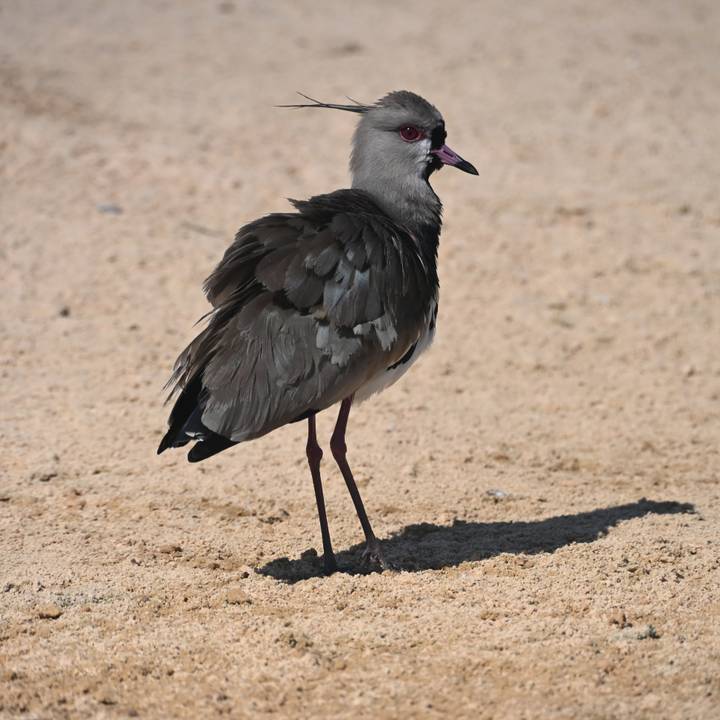 A grey plover-like bird stands on sandy ground, captured from the back with its shadow falling forward.